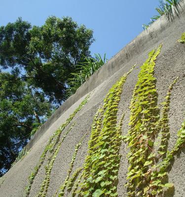 爬山虎种植方法详解（从选地到护理，轻松掌握爬山虎种植技巧）