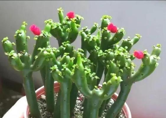 勇敢的植物（以象征独立勇敢的植物为主题的故事与启示）