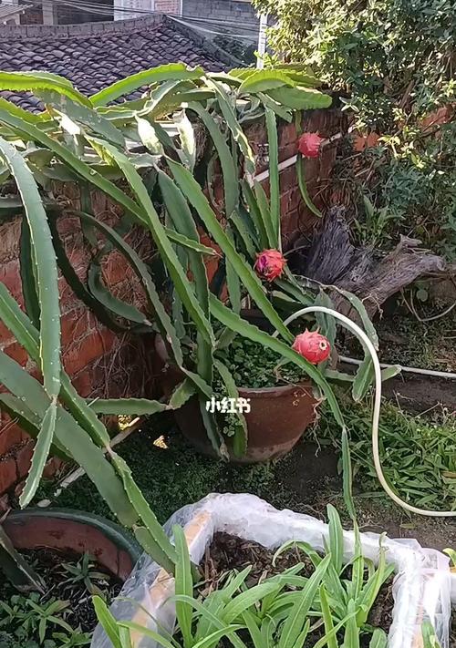 火龙果小盆栽的种植技巧（打造居家热带风情，种出鲜美火龙果）