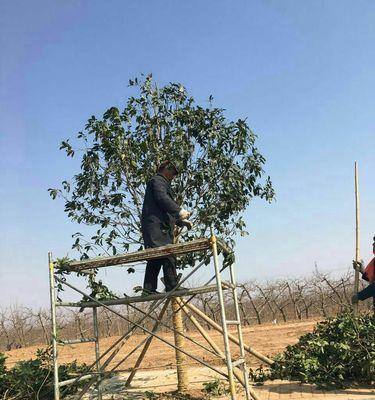 如何正确修剪金桂花树？（金桂花树修剪技巧和注意事项）