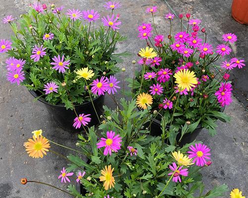 荷兰菊——夏季里的清新佳选（在夏季选择荷兰菊，清新怡人，别有一番风味）