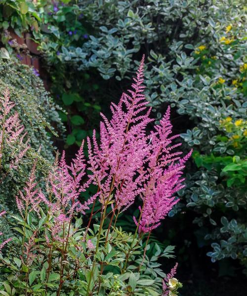 植物象征父母之爱——一片营养之土的献身（深情厚谊的种植之旅）