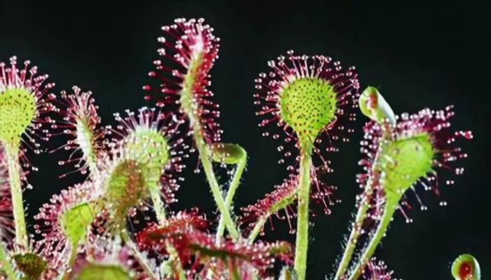 植物象征父母之爱——一片营养之土的献身（深情厚谊的种植之旅）