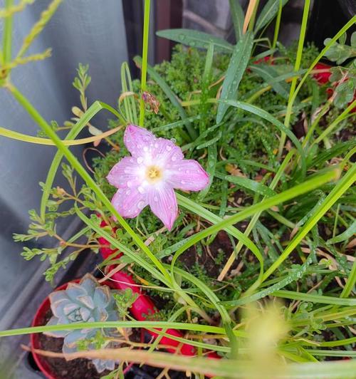 如何种植健康的风雨兰（简单易学的种植技巧，让你轻松养活风雨兰）