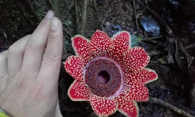 从植物角度解读男人的象征（探寻男性气质中的自然力量）