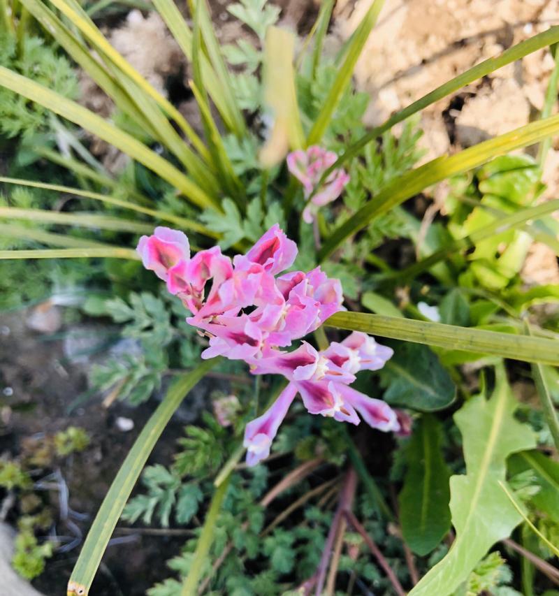 地丁开花时间及特点（探究地丁开花时间、花色和形态）