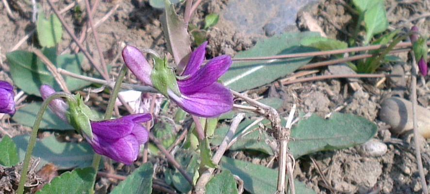 地丁开花时间及特点（探究地丁开花时间、花色和形态）