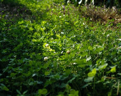 生机勃勃的植物世界（探索自然中的绿色奇迹）