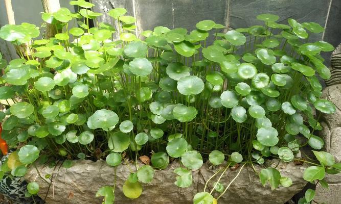 生命力顽强的植物——坚韧之美（揭示植物生命力的奥秘，探寻自然界的顽强之美）