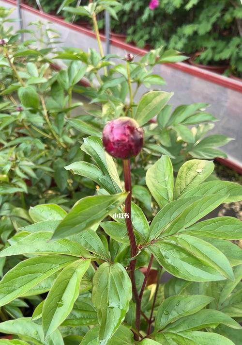 芍药种植方法详解（从选地到施肥，让你轻松入手）