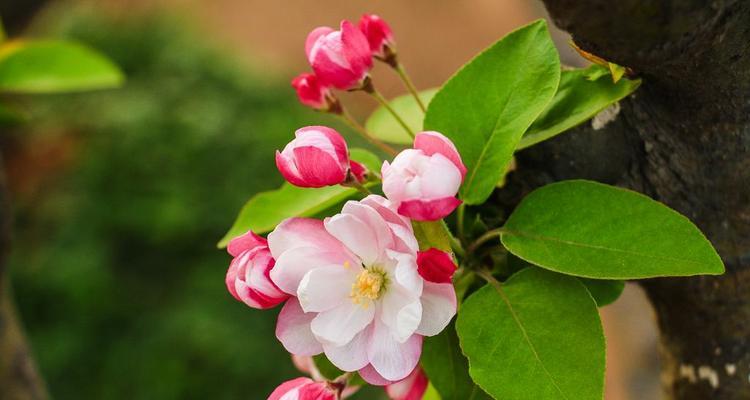 探究海棠花背后的文化内涵（探究海棠花背后的文化内涵）