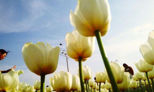 野生郁金香的花语（探秘野生郁金香的花语及其传达的情感）