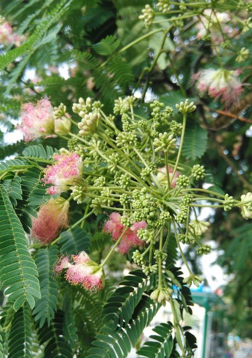 叶底花（以叶底花有什么含义为主题的探讨）