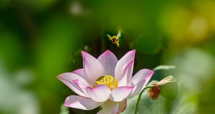 莲花开放的季节（探究莲花盛开的季节与秘密）