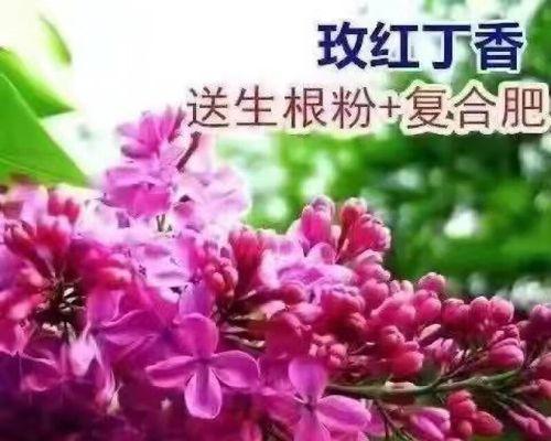 丁香树的种植与养护（从选种到施肥，这些你必须知道）