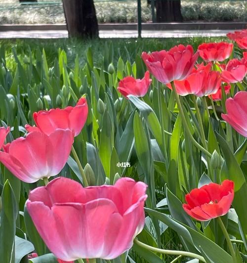 郁金香花期的长短与管理技巧（郁金香花开时间、花期影响因素与延长方法）