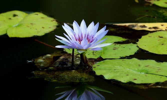 睡莲开花的寓意与象征（深入解读睡莲开花所传达的意义与象征，让你重新审视生命的美好）