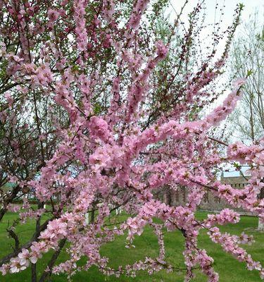 乌鲁木齐市花——天山雪莲的花语与美丽（乌鲁木齐市花的象征与内涵）