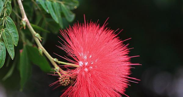 五瓣花的花语与寓意（揭开五瓣花的神秘面纱，探寻其深意）