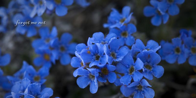 勿忘我的花语与寓意（勿忘我的花语与寓意解析，代表爱与珍贵的回忆）