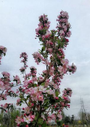 以西府海棠的花语和寓意（探究以西府海棠的花语，了解其背后的意义与象征）