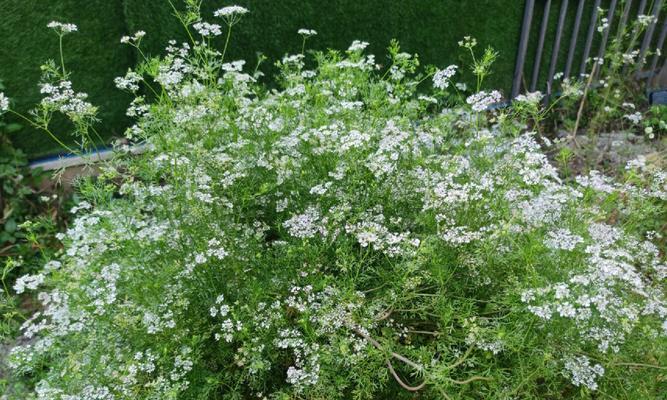 香菜能开花吗？——揭开香菜开花的秘密（了解香菜的开花过程与意义，让你对这种常见的调料有更多新的认识）