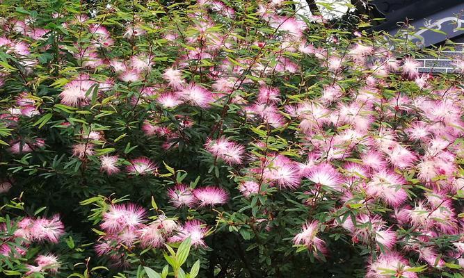 宜宾市花黄桷兰的象征意义及美丽之源（探寻宜宾市花黄桷兰的文化内涵与生态价值）