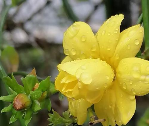 迎春花花语及代表意义（唤醒希望与新生的迎春花，寓意与美丽的生命之花）