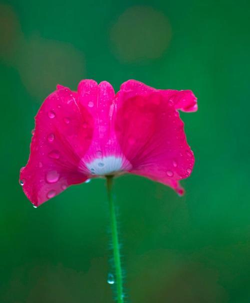 虞美人的花语与含义（探寻虞美人花的神秘魅力）