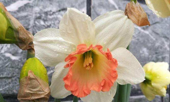 洋水仙花语之美——盛放梦想的花朵（洋水仙花语的含义与传承，深情厚意的代表）