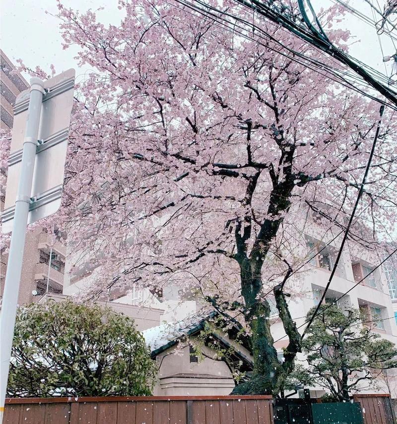 日本樱花的意义（传承千年的文化符号）