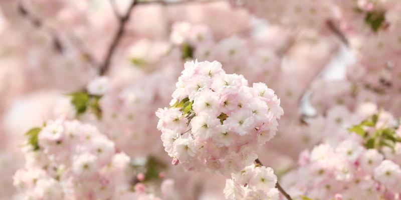 日本樱花的意义（传承千年的文化符号）