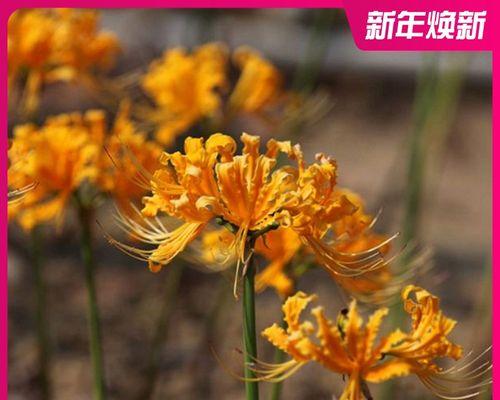 石蒜的种植与养护（石蒜种植方法、注意事项及生长环境）