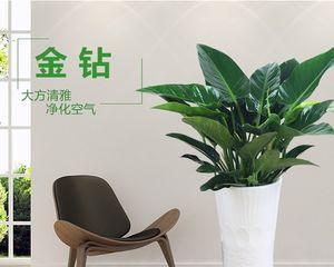 室内大型观叶植物——让你的家更有生机（种植、养护、选购，成为植物爱好者的正确指南）