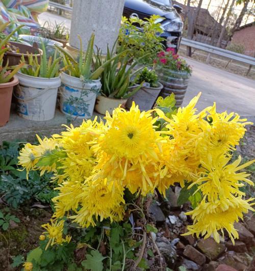 揭秘菊花开花期（一年四季，花香不断）