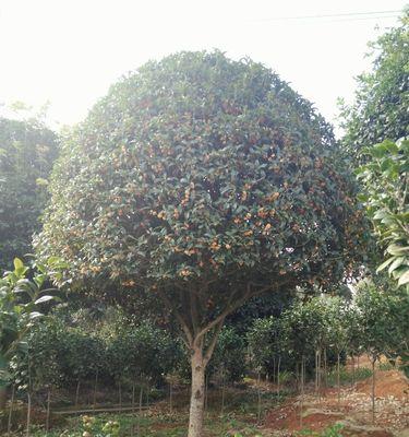 如何种植桂花树——注意事项（桂花树种植指南，快速掌握技巧）