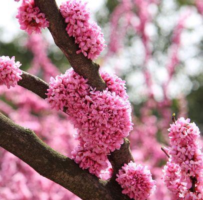 春天开的鲜花大盘点（探秘春季如火如荼的花海，感受自然的神奇魅力）