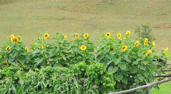 如何成功种植大向日葵（技巧、要点和注意事项）