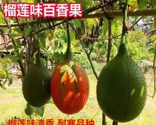 百香果种植全程详解（时间、方法、收成一网打尽！）