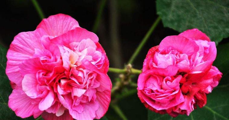 芙蓉花的寓意（探寻芙蓉花的深层含义）