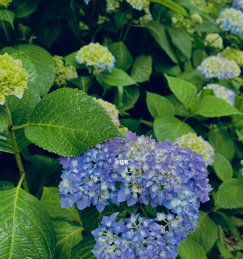 盛夏之花——夏季最常见的花种（迎接炎炎夏日，赏花赏景的好时光）