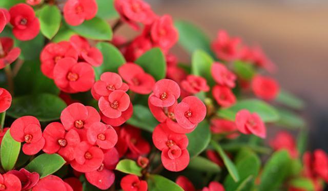 盛夏之花——夏季最常见的花种（迎接炎炎夏日，赏花赏景的好时光）