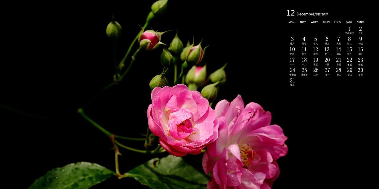 蔷薇花的品种及特点（探究不同品种蔷薇花的色彩、花型及生长习性）