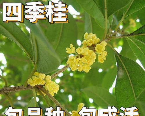 四季桂花开放时间及习性（探讨四季桂花如何适应不同气候环境）