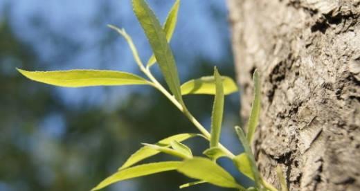 植物如何度过寒冬，芽儿给你答案（探秘植物芽儿的过冬方式，打造美丽春天）