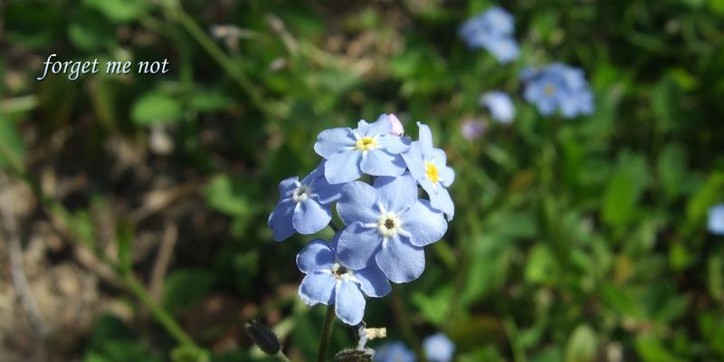 星辰花的花语——灿烂与希望（花开如梦，寄托心愿）