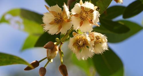 杏花古代别称的花语与寓意（探究杏花古代别称的含义及象征意义）