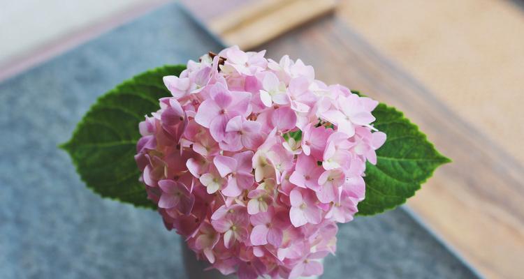 绣球花的寓意与象征意义（美丽绽放，隽永芳香）