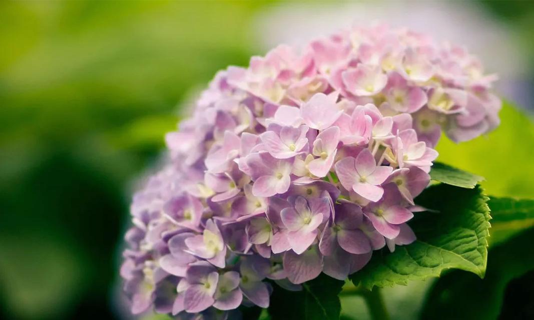 绣球花的花语与美丽（探寻绣球花的花语，领略自然之美）