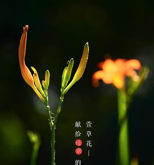 萱草花语与传说（揭秘神秘的萱草传说，探寻萱草花语的含义）